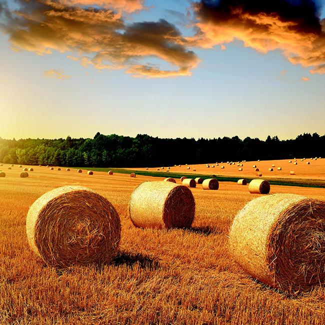 Agricoltura